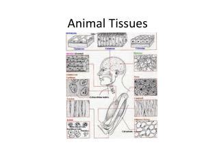 PPT - Four Types of Animal Tissues PowerPoint Presentation - ID:153401