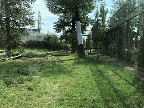 African Lion Exhibit Zoochat
