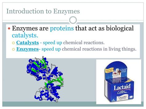 Ppt Enzymes Powerpoint Presentation Free Download Id1936659