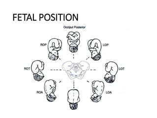 Maternal Pelvis And Fetal Skull Ppt