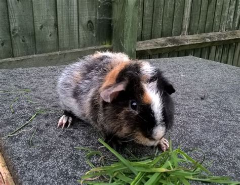 Teddy Guinea Pig: Facts, Personality, Care, with Pictures