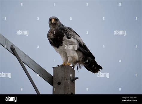 Black Chested Buzzard Eagle Standing On An Electrical Pole Stock Photo