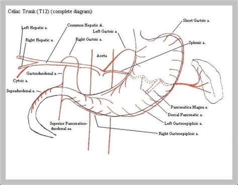 Celiac Artery Branches Image - Graph Diagram