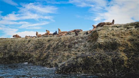 Day Trip to Caleta Valdés and Punta Delgada on Península Valdés