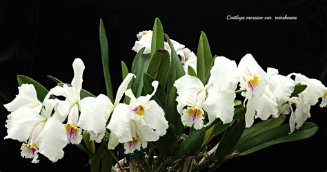 Cattleya Mossiae Reineckeana Bodenseeperle SM B D O G 2 Flickr