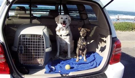 Cómo transportar un perro seguro en tu coche Coches