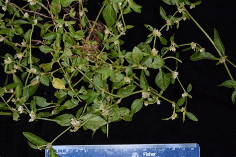 Alternanthera Ficoidea Amaranthaceae Image 126614 At PhytoImages Siu Edu