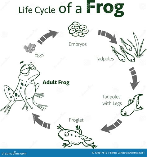 Diagram Showing Life Cycle Frog Illustration Stock Vector 47 Off