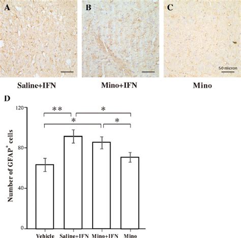 Effect Of Minocycline On Interferon Ifn Induced Astrocytic