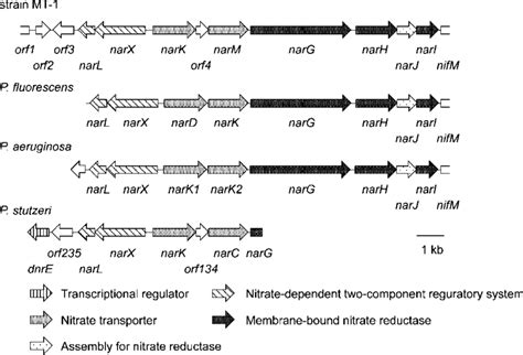 Genetic Map Of Nar Gene Cluster In Pseudomonas Sp Strain Mt 1