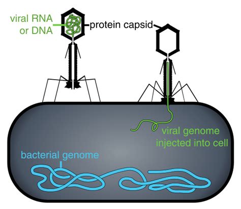 Potential of Bacteriophage Therapy against Antibiotic Resistance