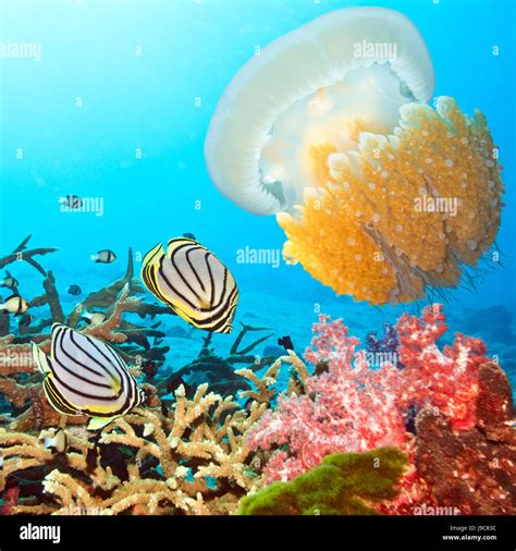 Fish Underwater Tropical Diving Salt Water Sea Ocean Water