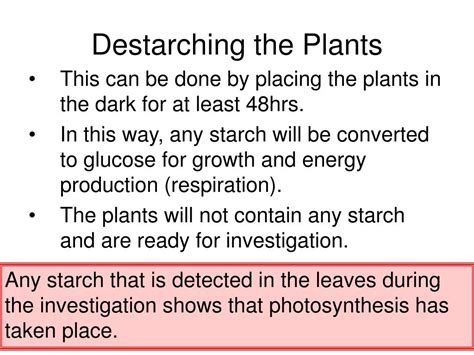 Photosynthesis Destarched Plant Informacionpublica Svet Gob Gt