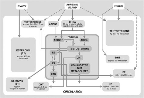 Gender Differences In Production And Circulating Levels Of Sex Hormones And Their Impact On