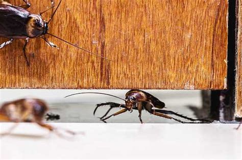Killing Spiders In The Apartment In A Dream What Does It Mean