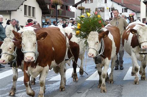 Standard de la race montbéliarde Dossier