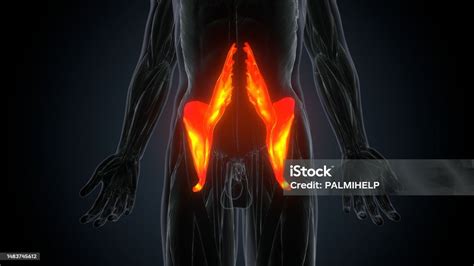 3d Illustration Of A Womans Psoas Major Muscle Anatomy Stock Photo