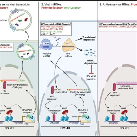 Regulation Of HIV Latency By Viral RNAs Left In Some Instances