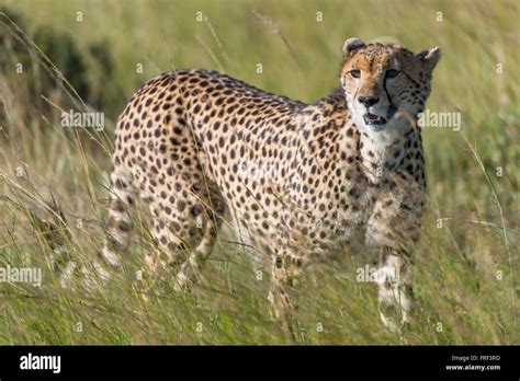 Gepard Cheetah Acinonyx Jubatus Jubatus Jubatus Stock Photo Alamy