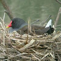 Gallinule Poule D Eau Gallinula Chloropus