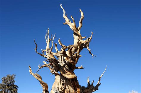 Oldest Living Tree In The World