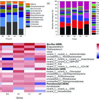 Distribution Of Phylogenetic Taxa At A Phylum Level B Class Level