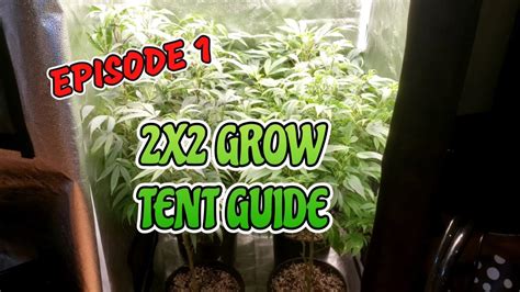 Seed To Harvest Guide To Growing Weed Week By Week Guide To Growing Cannabis In A 2x2 Tent