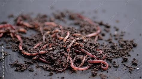 Close up Crawling Red Earthworms in Black Soil Isolated on Black Background. Slow motion. A ...