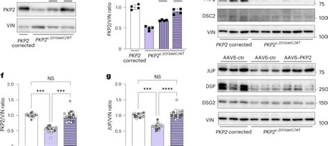 December 2023 Creative Biolabs Gene Therapy Blog