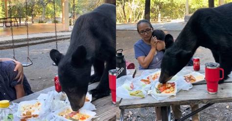 Fue Espantoso Muy Impactante Oso Irrumpe D A De Campo En Nuevo Le N