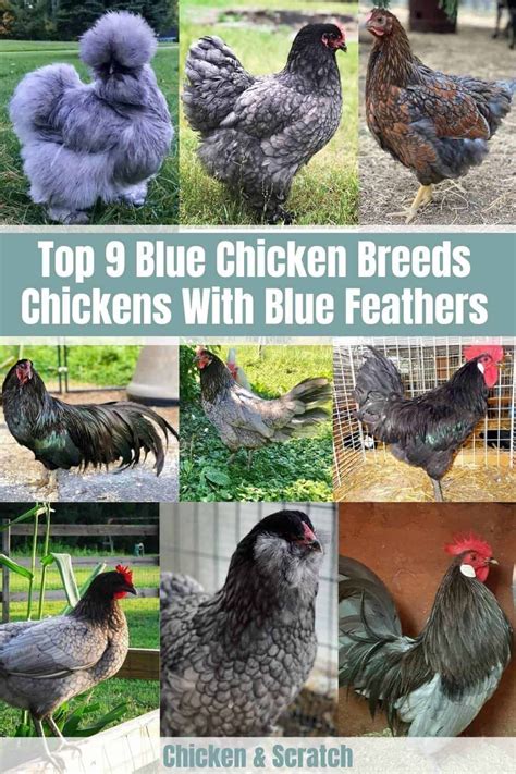 9 Blue Chicken Breeds - Chickens With Blue Feathers | Blue chicken, Chicken breeds, Silkie ...