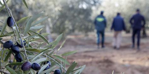 Los Hurtos En El Campo De Sevilla Repuntan Un Sumando El