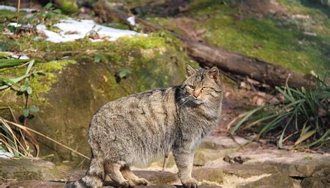 Es Gibt Wieder Wildkatzen Im Naturpark Stromberg Heuchelberg STIMME De