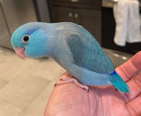 Cobalt Blue Parrotlet