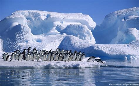 Interesting facts about Adélie penguins | Just Fun Facts