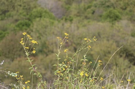 Wildflowers Flowers Meadow Free Photo On Pixabay Pixabay