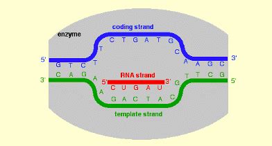 Dna And Rna Synthesis Flashcards Quizlet