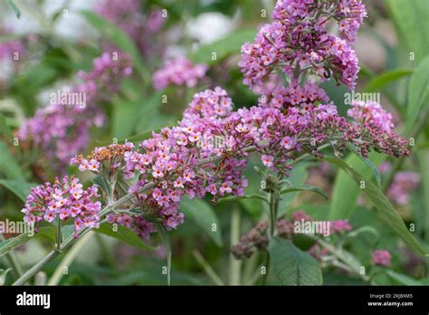 Buddleja X Weyeriana ‘pink Pagoda Hybrid Buddleia Variety Known As A