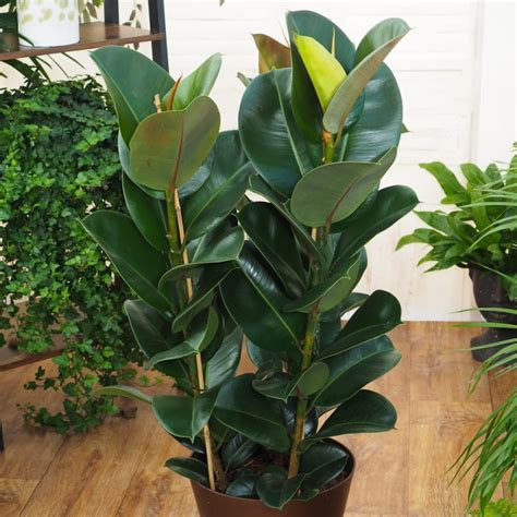 Ficus Elastica Robusta Cm Sklep Z Ro Linami Cocaflora