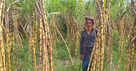 Sugarcane Cultivation Gaining Popularity In Madaripur