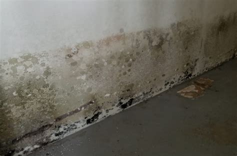 How To Get Rid Of Mold In A Wet Basement Wall Openbasement