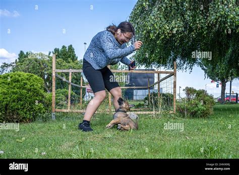 A Twelve Years Old Girl Plays With An Eight Weeks Old German Shepherd