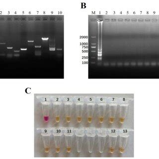 The Comparison Of Analytical Sensitivity Of The Visual Naked Eye