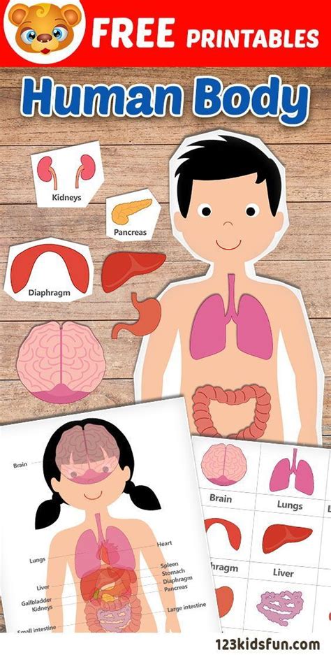 Human Body Printables Homeschooling 123 Kids Fun Apps Body