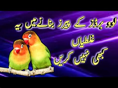 Love Birds Ki Pairings Mh Hum Kiya Mistakes Galtiha Karty Ay Love Bird