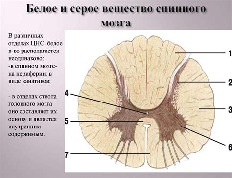 Морфология нервной системы. Часть 1 - презентация онлайн