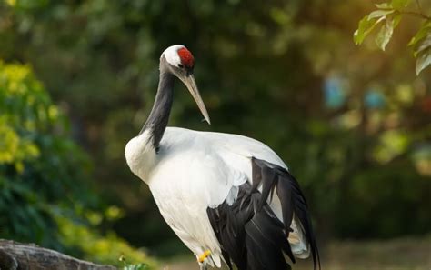 Red Crowned Crane Roger Williams Park Zoo