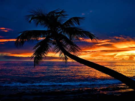 Download Tropical Sunset Palm Tree Calming Wallpaper | Wallpapers.com