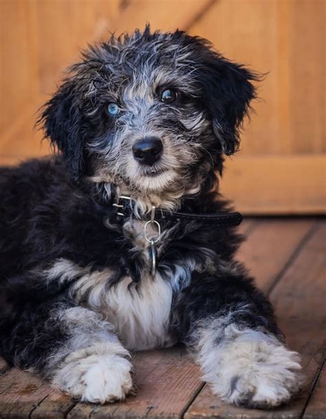 The Complete Aussiedoodle Dog Guide Breeders Pictures Puppies And