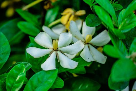 Flor Blanco Planta Foto Gratis En Pixabay Pixabay